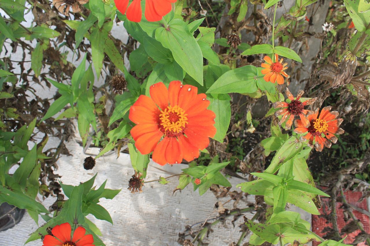 Real Primaveras Campestre Escárcega Екстериор снимка